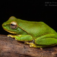 Pseudophilautus stuarti Manamendra-Arachchi & Pethiyagoda, 2005